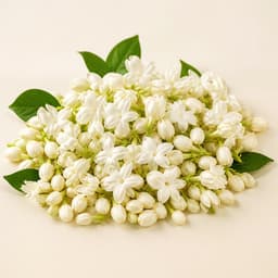Jasmine Flowers 1