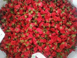 Button Roses 1
