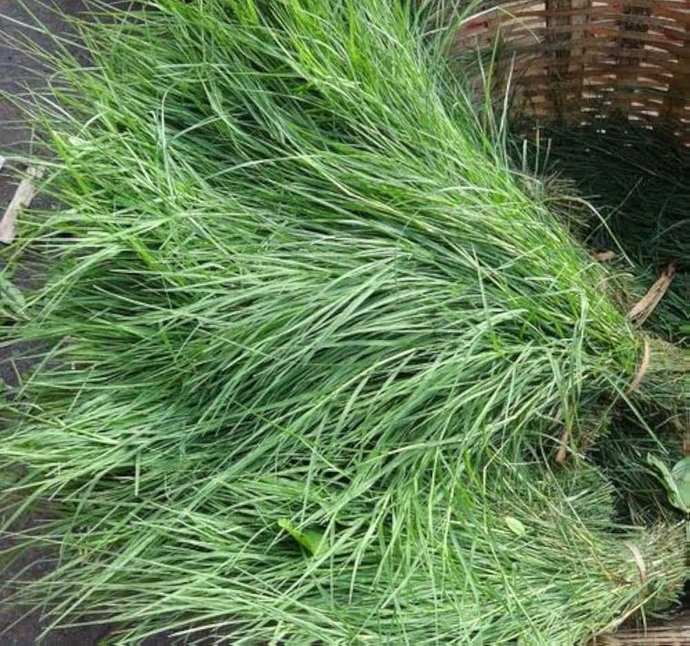 Garika ( Dhruva Grass )