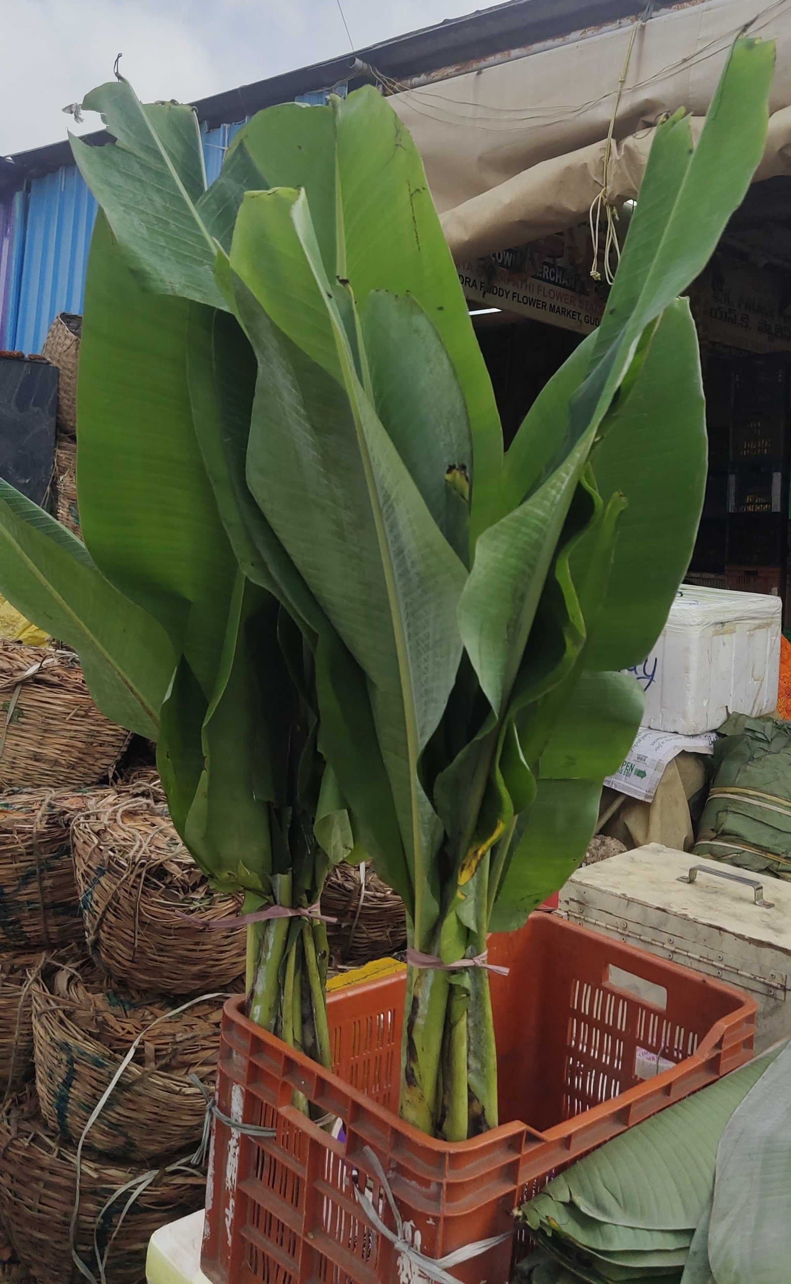 Arati Padulu