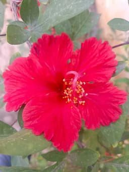 Red Mandaram 1