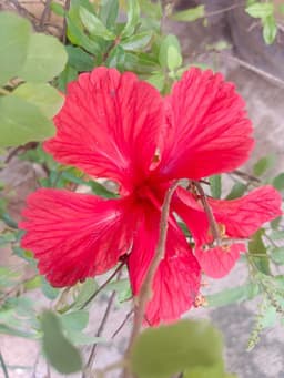 Red Mandaram 3