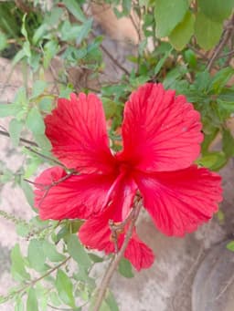 Red Mandaram 2