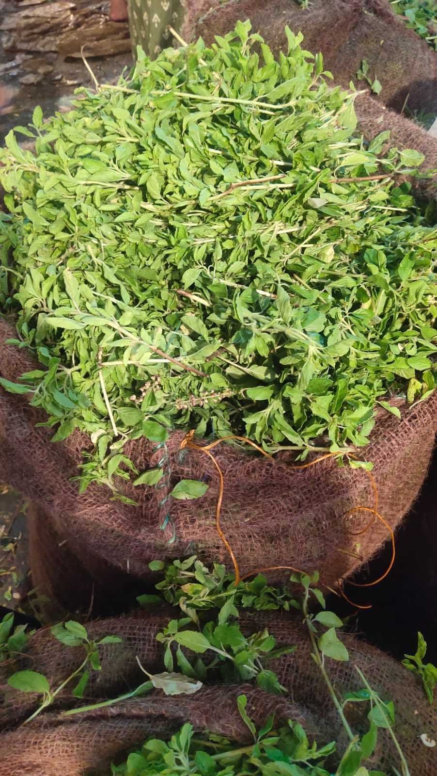 Tulasi Patri