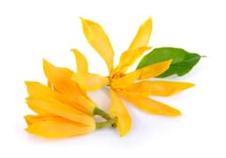 Yellow Sampangi 2