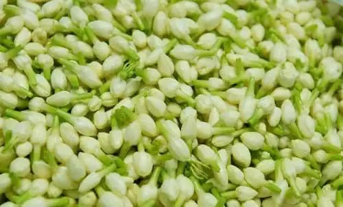 Jasmine Flowers