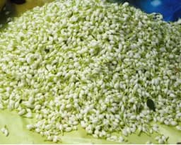 Jasmine Flowers 2