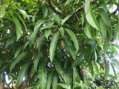 Mango Leaves