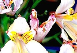 White Alstroemeria 1
