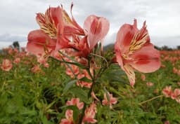 Pink Alstroemeria 1