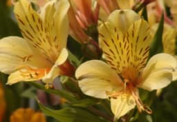Yellow Alstroemeria 1