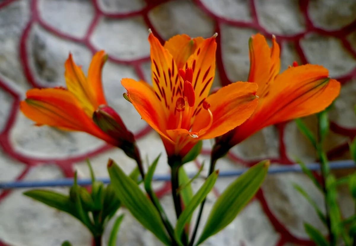 Orange Alstroemeria