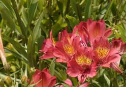 Red Alstroemeria 1