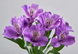 Purple Alstroemeria 1