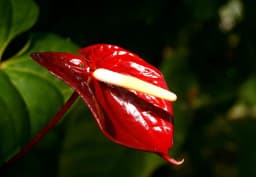 Red Anthurium 1