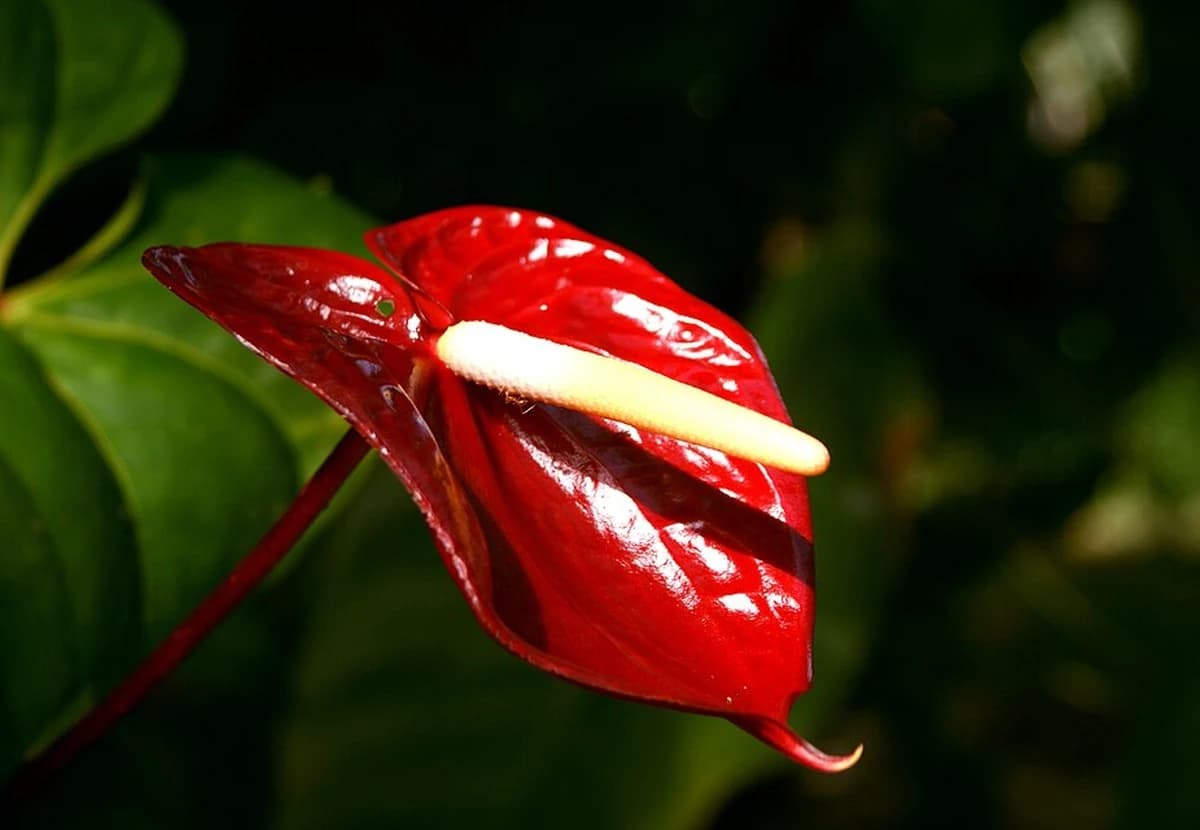 Red Anthurium