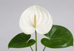 White Anthurium 1