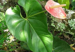 Pink Anthurium 1