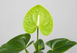 Green Anthurium 1