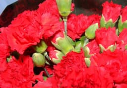 Red Standard Carnation 1