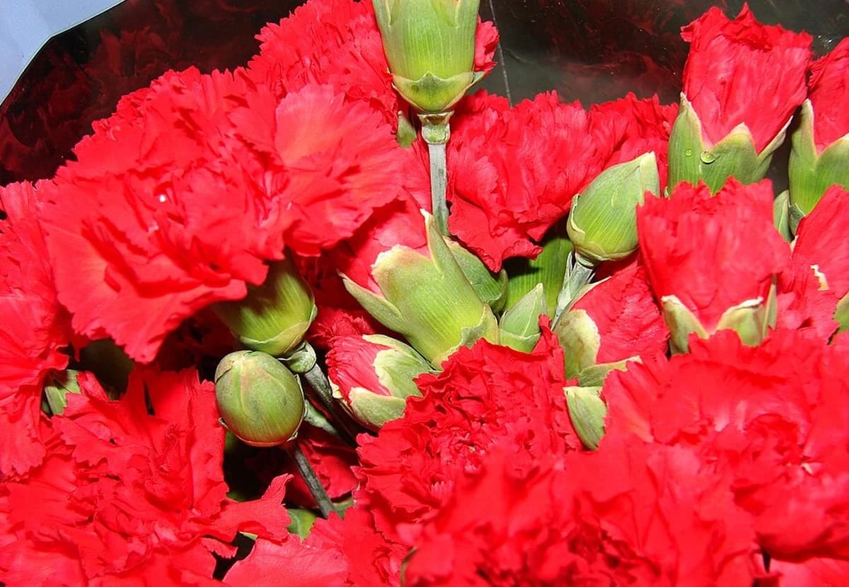 Red Standard Carnation