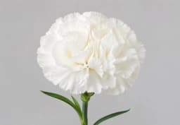 White Standard Carnation 1