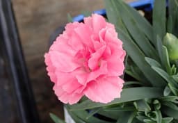 Pink Standard Carnation 1