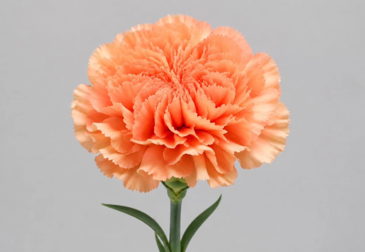 Peach & Orange Standard Carnation
