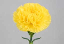 Yellow Standard Carnation 1