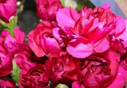 Purple & Lavender Standard Carnation 1