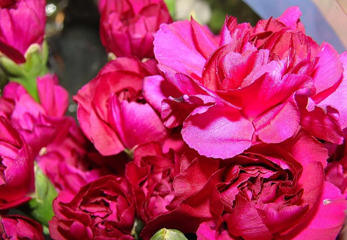 Purple & Lavender Standard Carnation