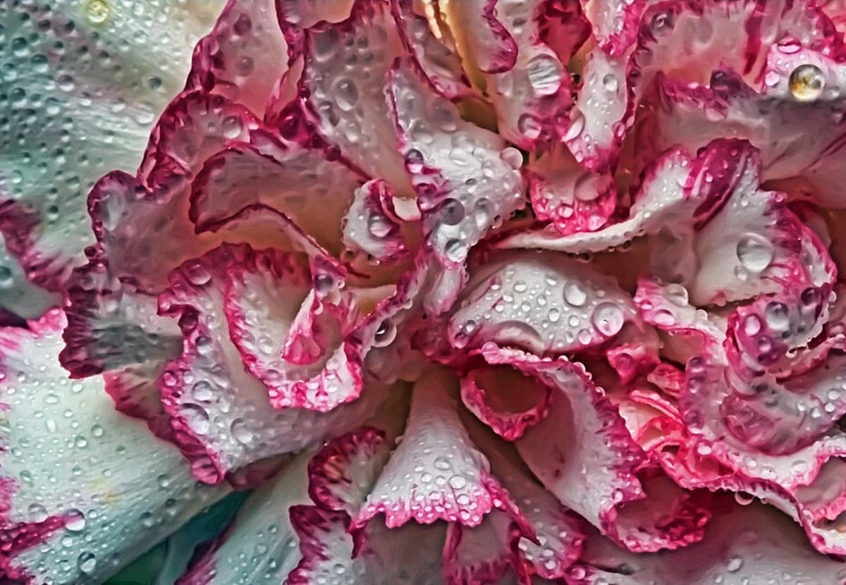 White & Pink Spray Carnation