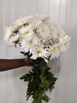 White Standard Chrysanthemum 1