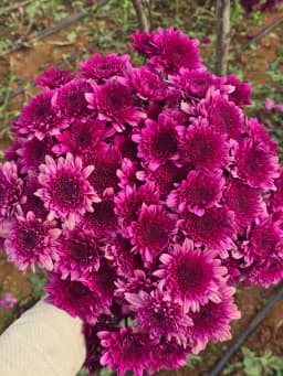 Pink Standard Chrysanthemum 1
