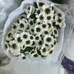 White Spray Chrysanthemum 1