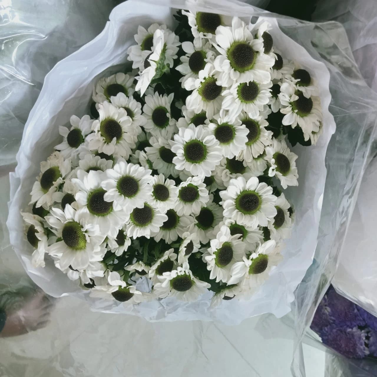 White Spray Chrysanthemum