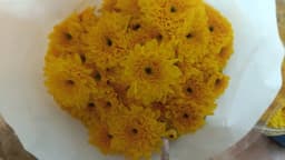 Yellow Spray Chrysanthemum 1