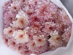 Pink Spray Chrysanthemum 1
