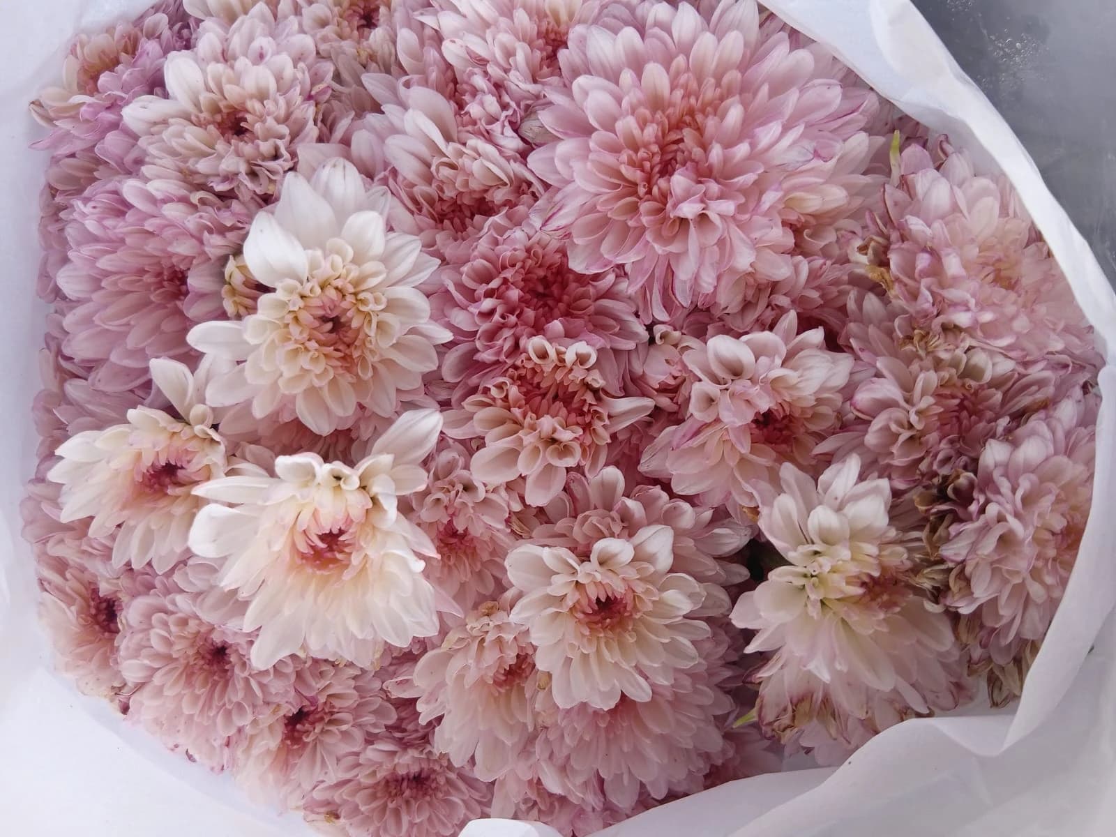 Pink Spray Chrysanthemum