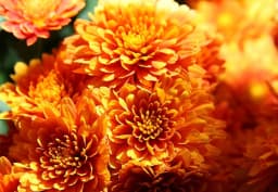 Orange Spray Chrysanthemum 1