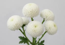White Pom / Button Chrysanthemum 1