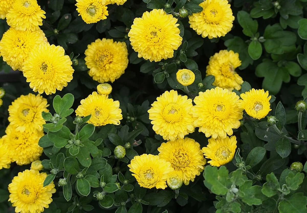 Yellow Pom / Button Chrysanthemum