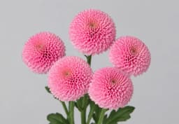 Pink Pom / Button Chrysanthemum 1