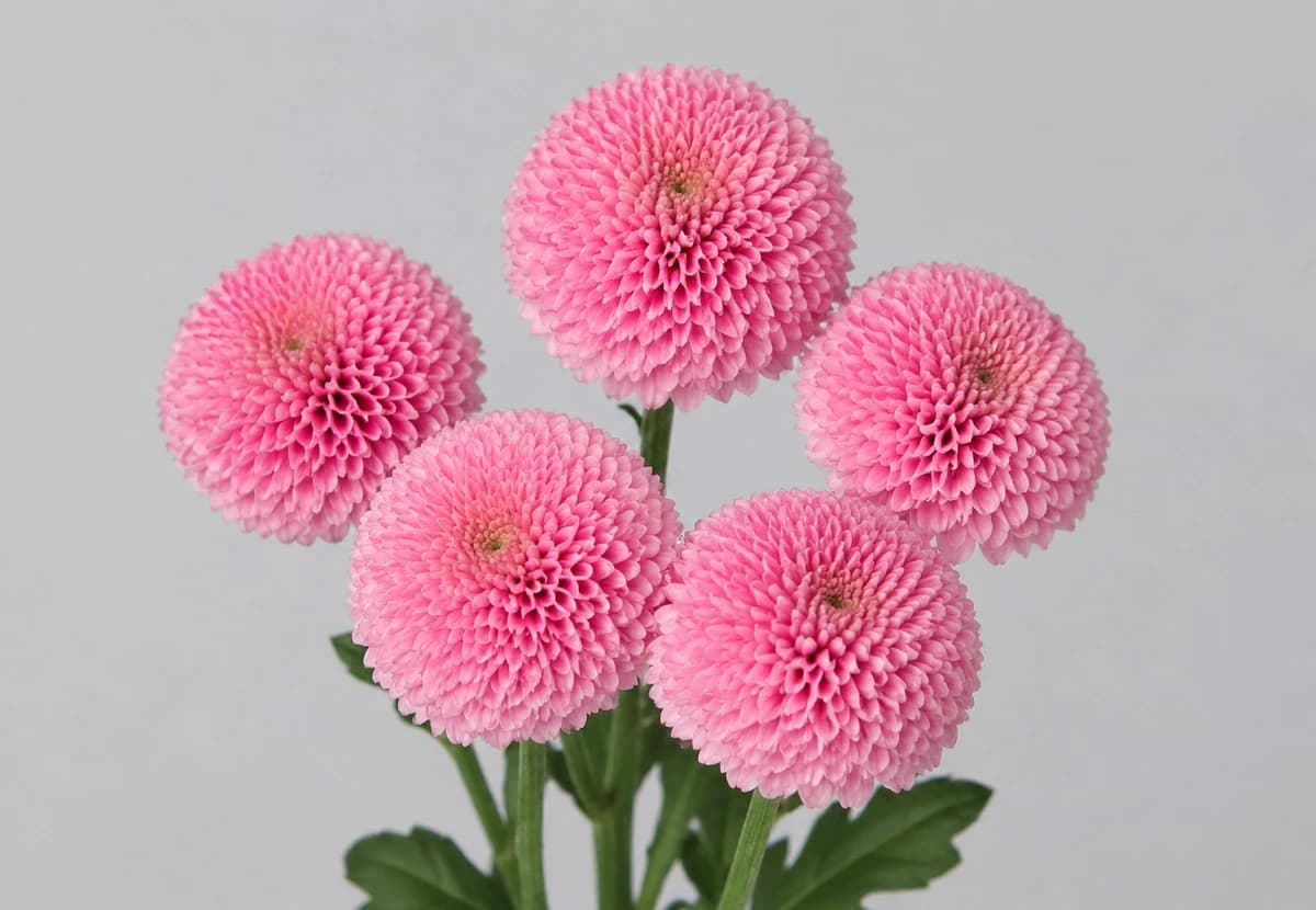 Pink Pom / Button Chrysanthemum