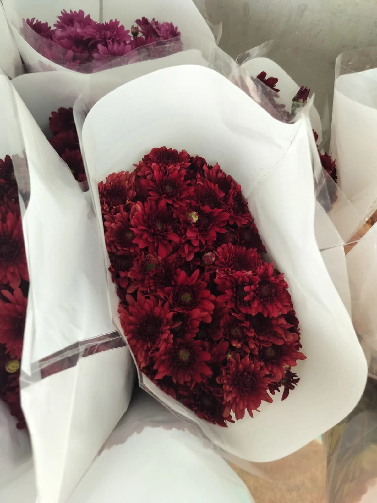 Burgundy Pom / Button Chrysanthemum