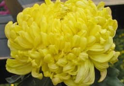 Yellow Spider Chrysanthemum 1