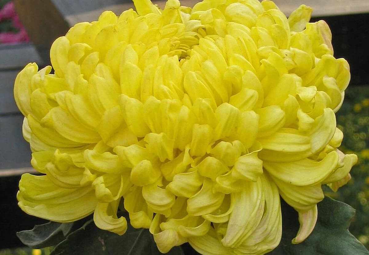 Yellow Spider Chrysanthemum
