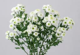 White & Green Santini Chrysanthemum 1