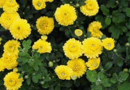 Yellow & Green Santini Chrysanthemum 1
