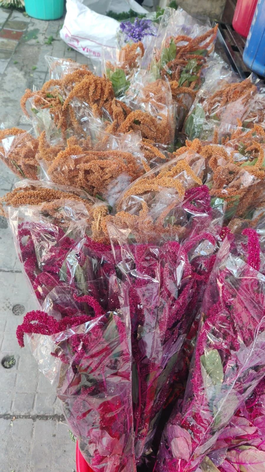 Natural & Dyed Dried Amaranthus